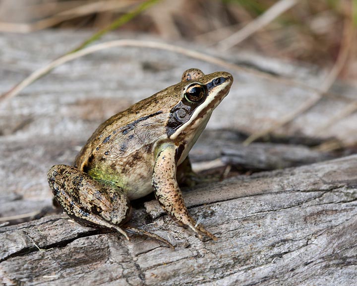 Wood Frog