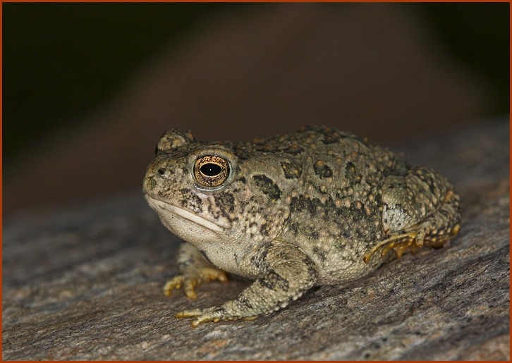 Woodhouse's Toad