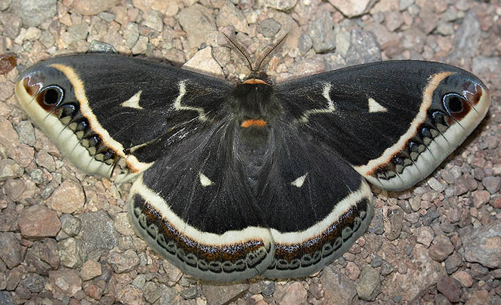 Calleta Silkmoth