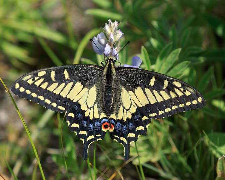 Anise Swallowtail