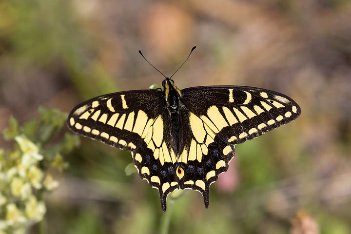 Anise Swallowtail