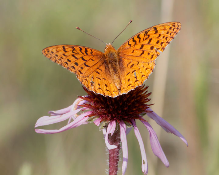 Aphrodite Fritillary