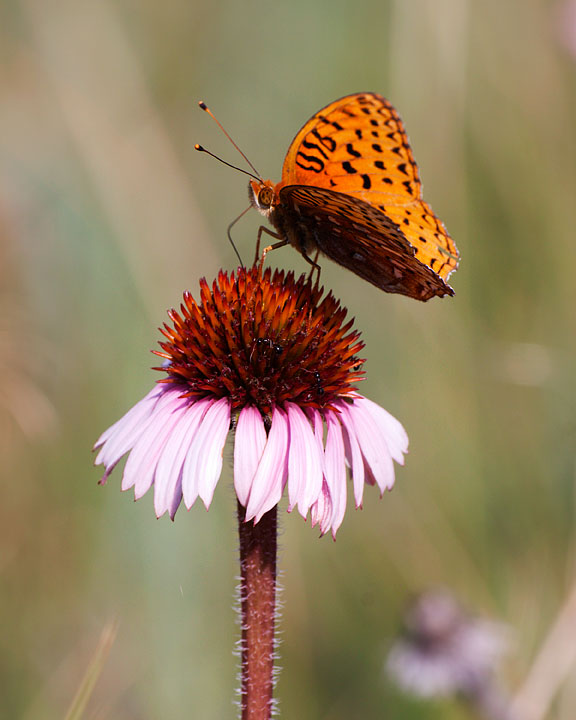 Aphrodite Fritillary