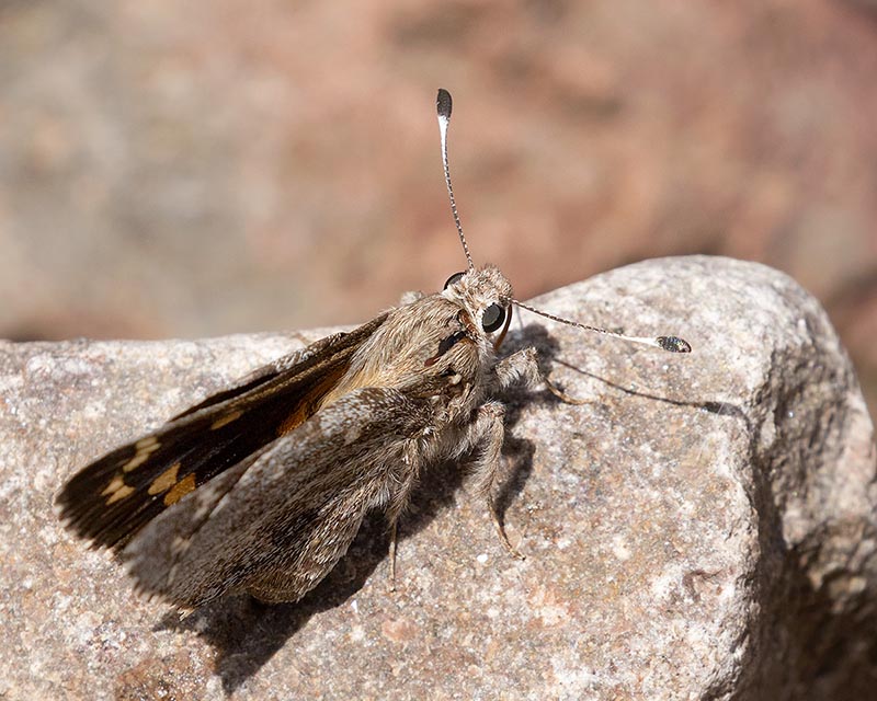 Arizona Giant Skipper