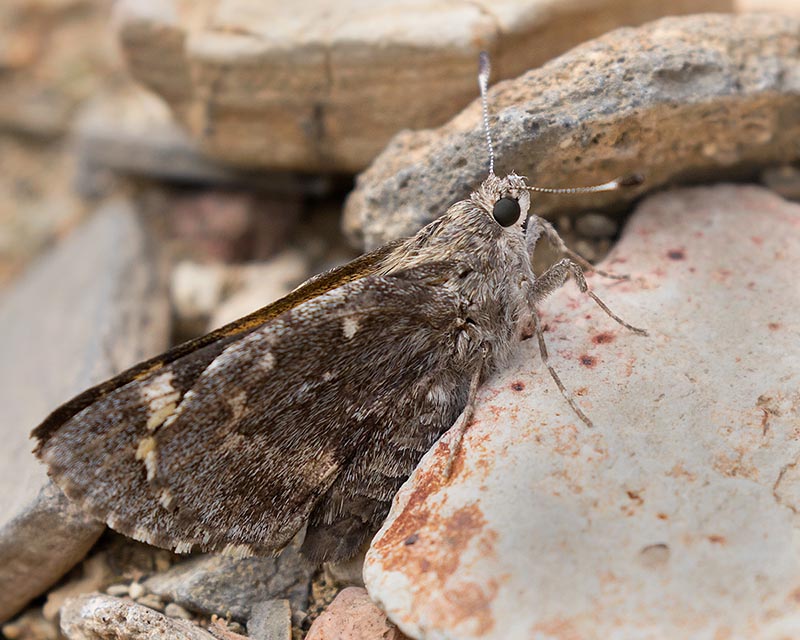 Arizona Giant Skipper