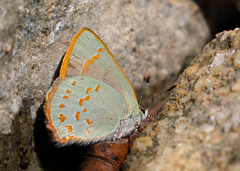 Arizona Hairstreak