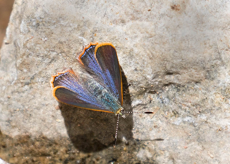 Arizona Hairstreak