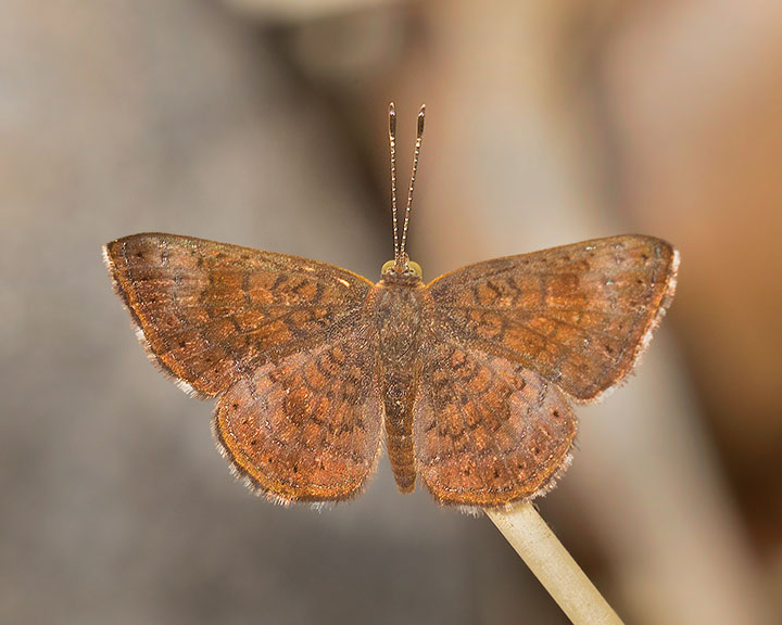 Arizona Metalmark