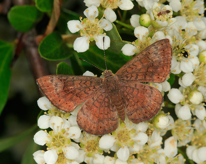 Arizona Metalmark