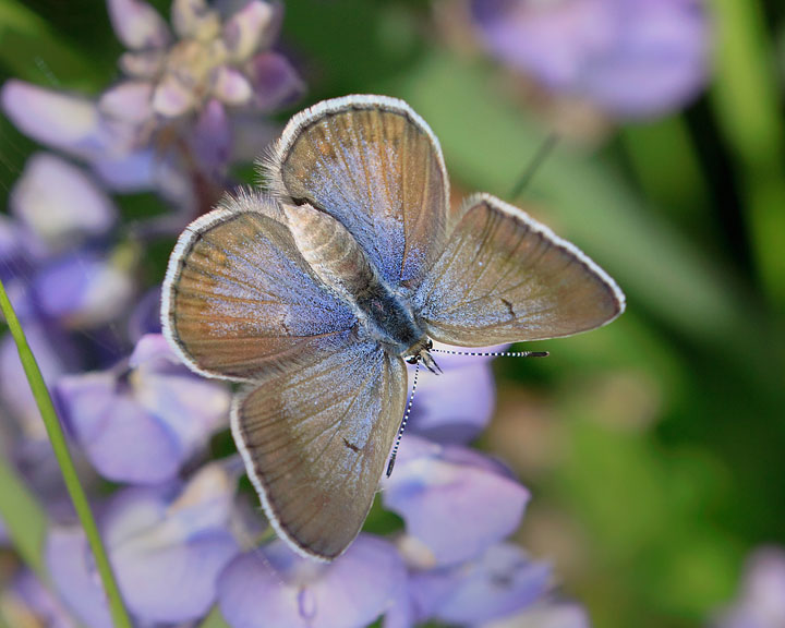 Boisduval's Blue