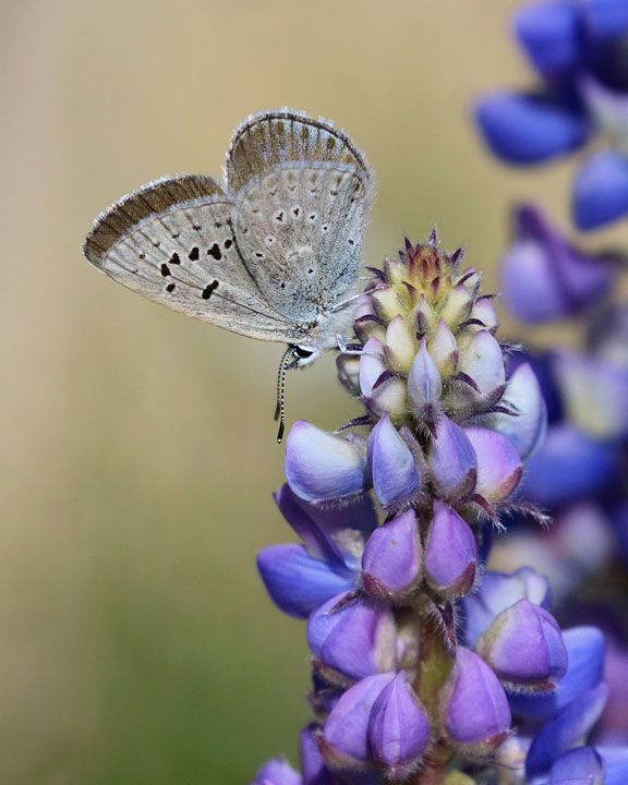 Boisduval's Blue