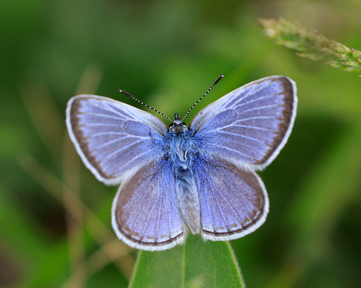 Boisduval's Blue