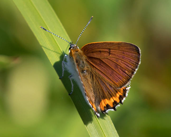 Bronze Copper