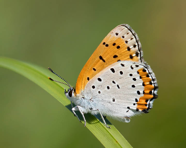 Bronze Copper