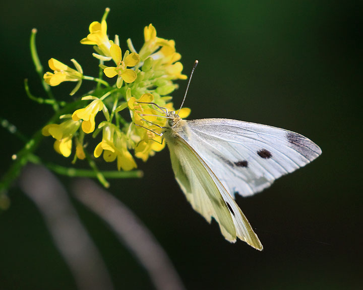 Cabbage White