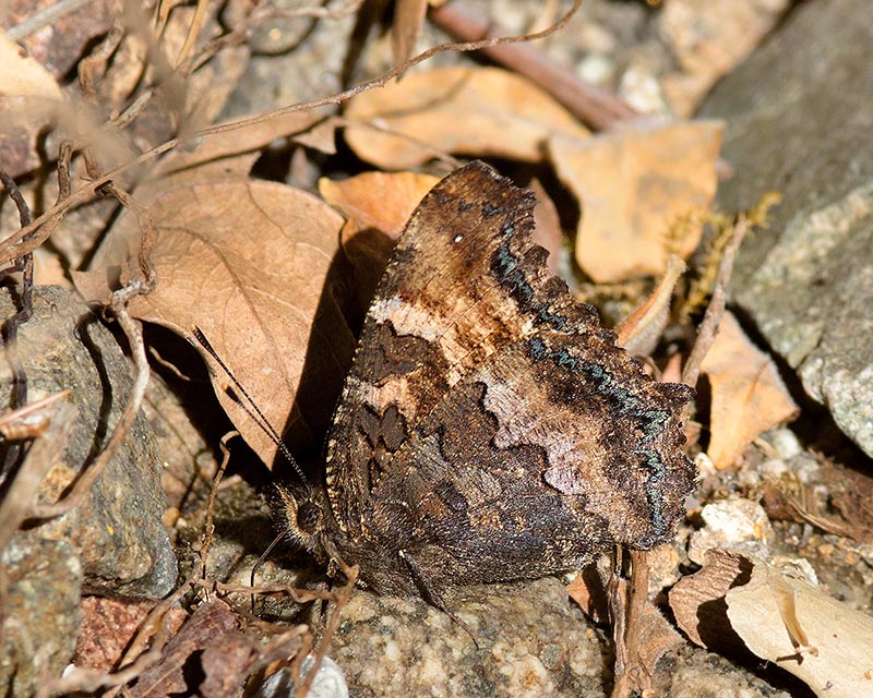 California Tortoiseshell