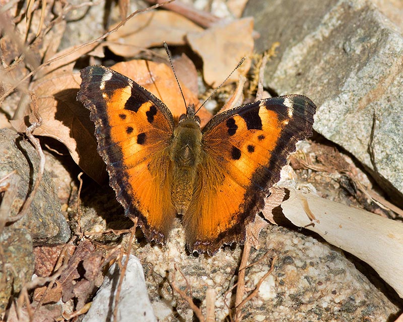 California Tortoiseshell