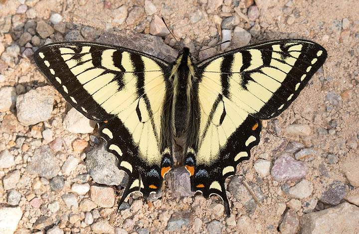 Canadian Tiger Swallowtail