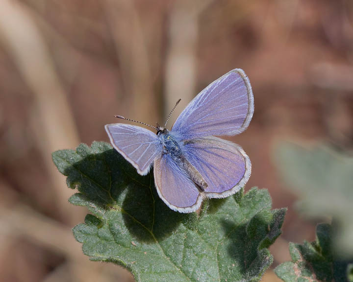 Ceraunus Blue