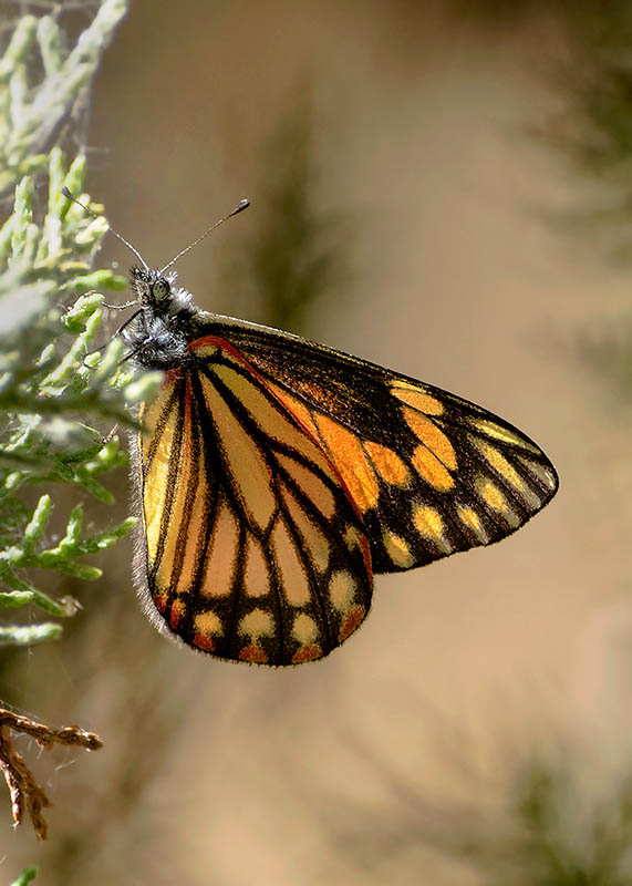 Chiricahua White