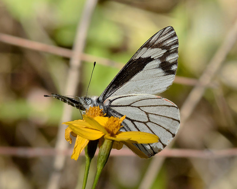 Chiricahua White