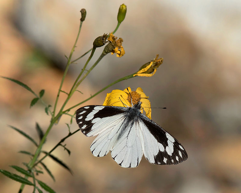 Chiricahua White