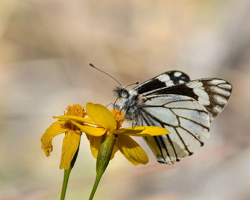 Chiricahua White