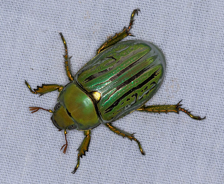 Glorious Scarab Chrysina gloriosa