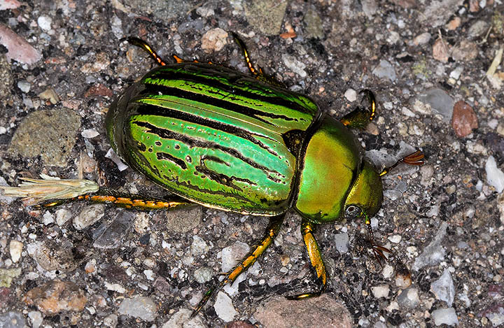 Glorious Scarab Chrysina gloriosa