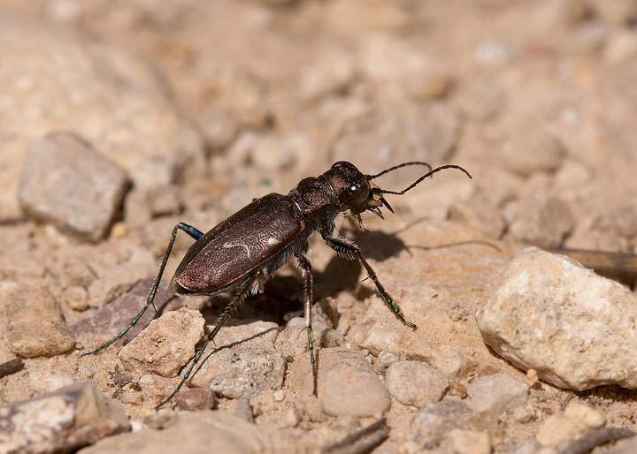 Cicindela longilabris