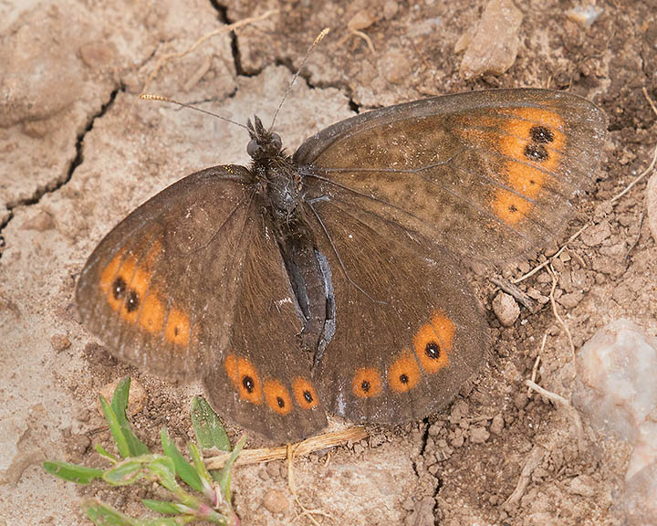 Common Alpine