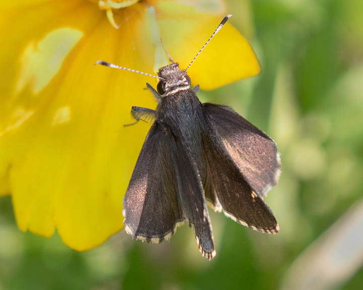 Common Roadside-Skipper