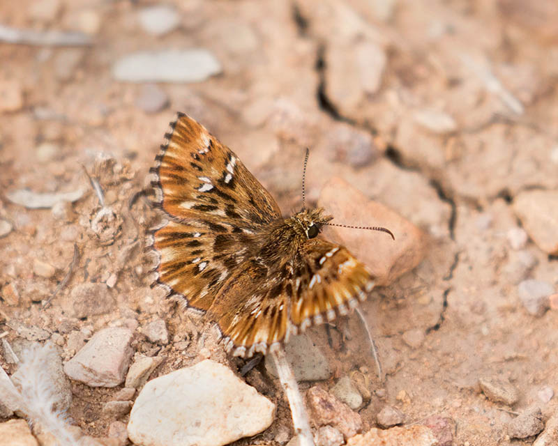 Common Streaky-Skipper