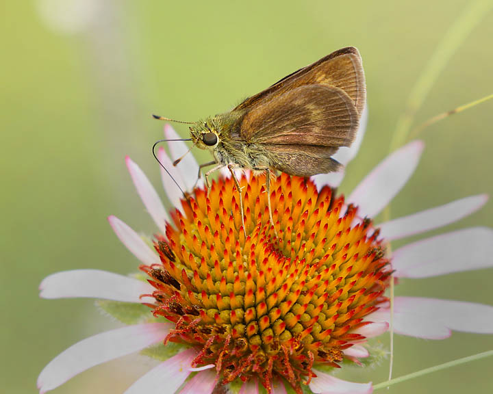 Crossline Skipper