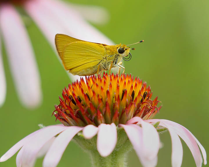 Delaware Skipper