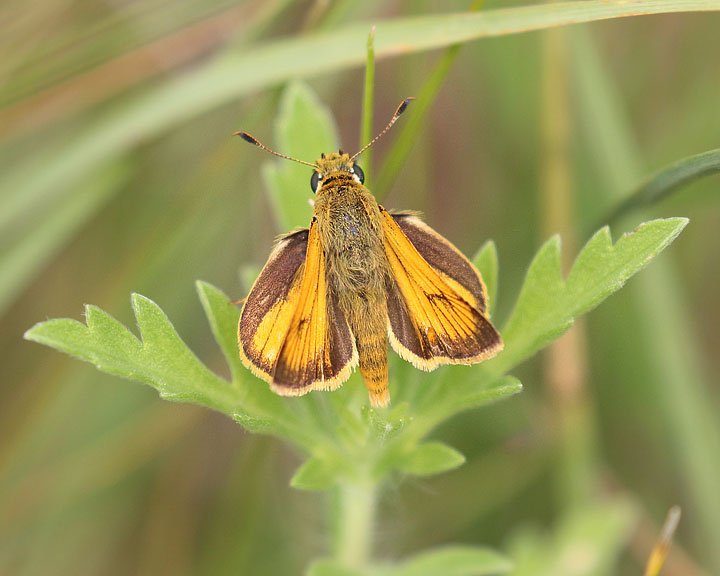 Delaware Skipper