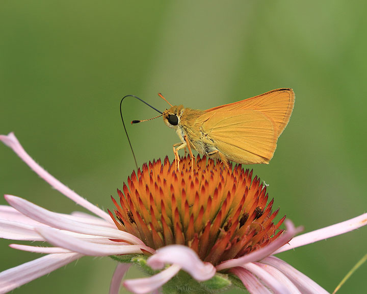 Delaware Skipper