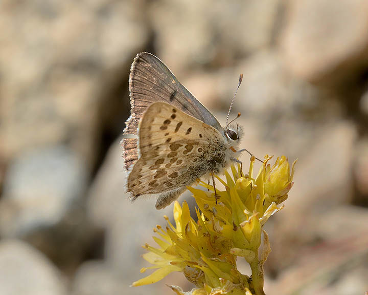 Edith's Copper