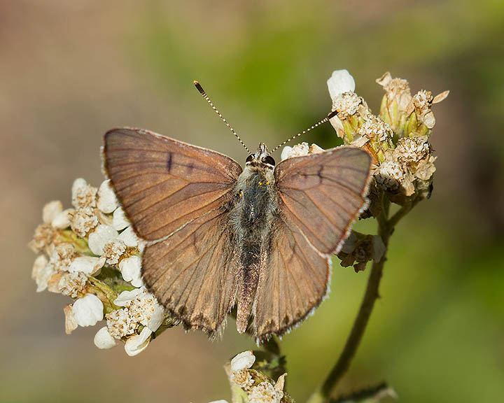 Edith's Copper