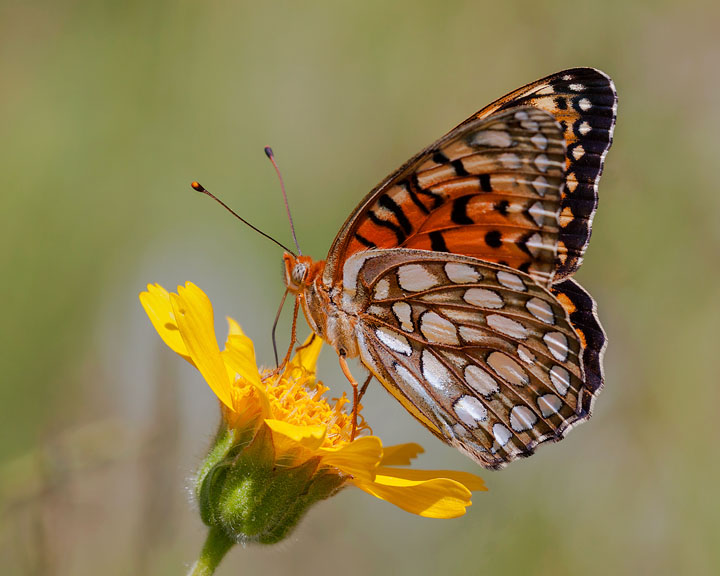 Edward's Fritillary