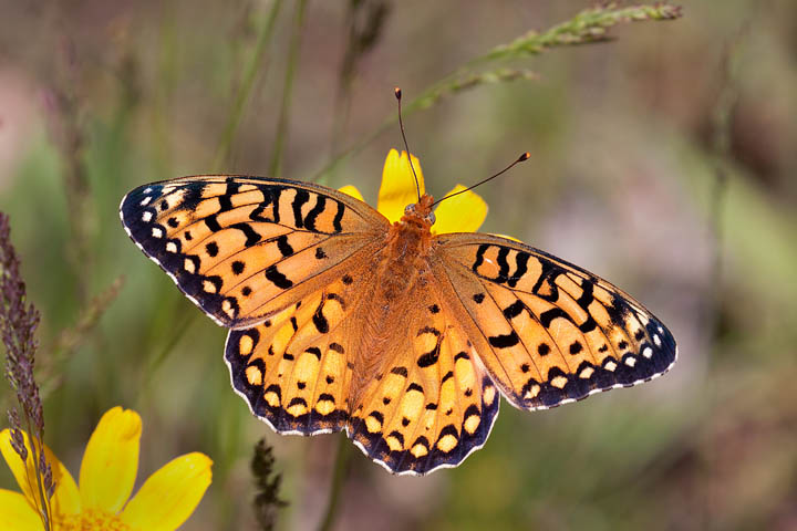 Edward's Fritillary