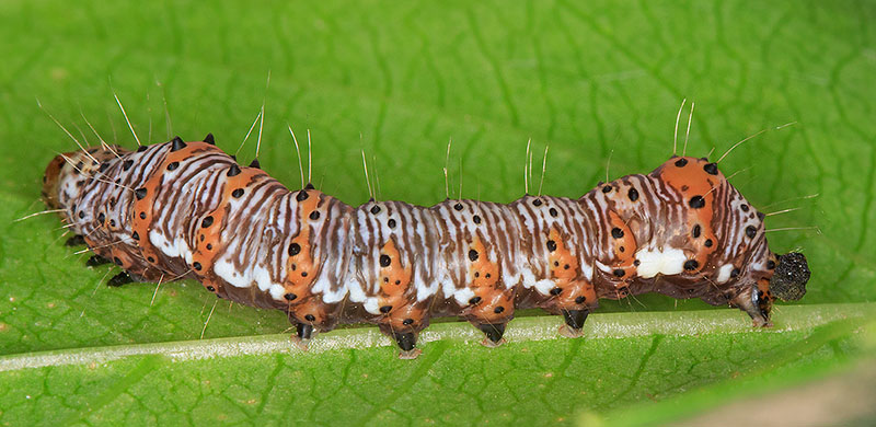 Eight-spotted Forester Moth