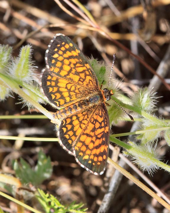 Elada Checkerspot