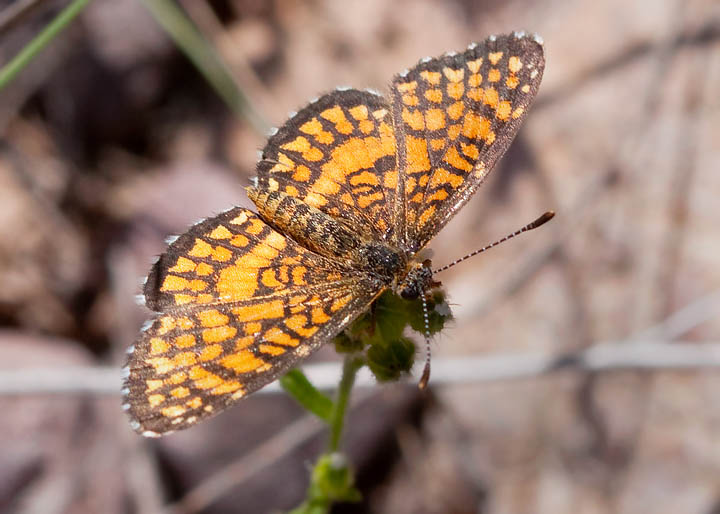 Elada Checkerspot