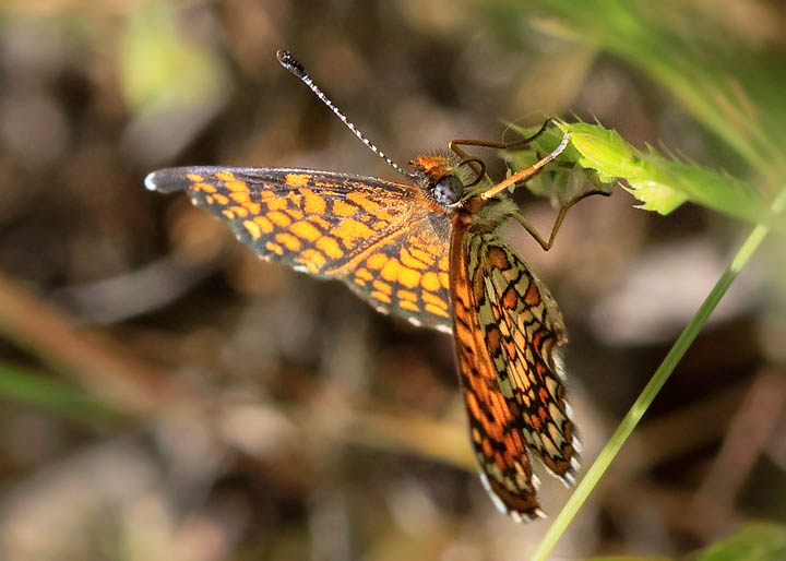 Elada Checkerspot
