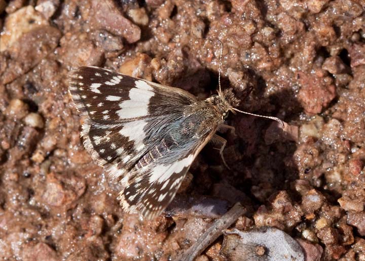 Erichson's White-Skipper