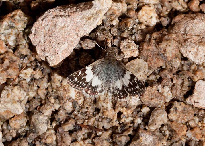 Erichson's White-Skipper