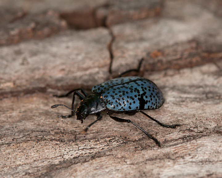 Gibbifer californicus