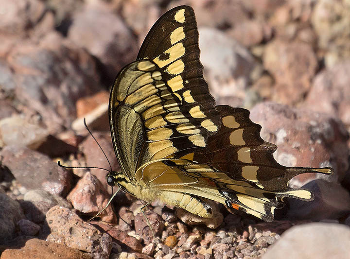 Giant Swallowtail