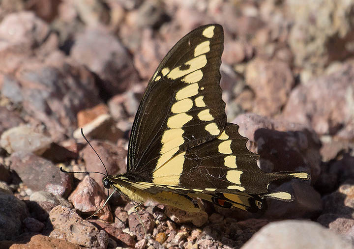 Giant Swallowtail